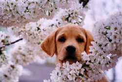 photo d'un chiot entouré de fleurs blanches